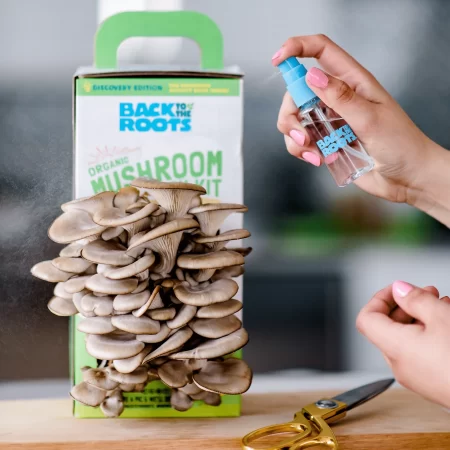 organic mushroom grow kit