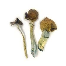 Psilocybe Cubensis Mushroom