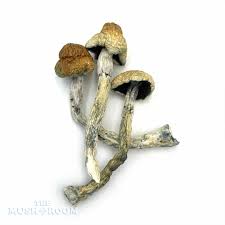 Golden Teacher Mushroom